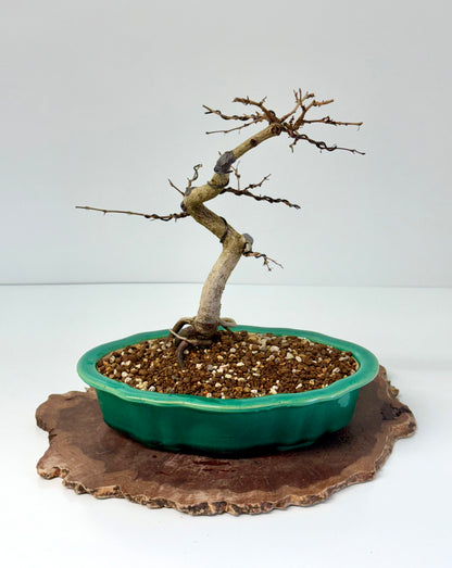 Korean Hornbeam Bonsai Tree - Chinese Yixing Pot - 30 cm