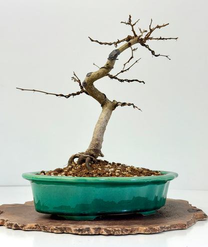 Korean Hornbeam Bonsai Tree - Chinese Yixing Pot - 30 cm