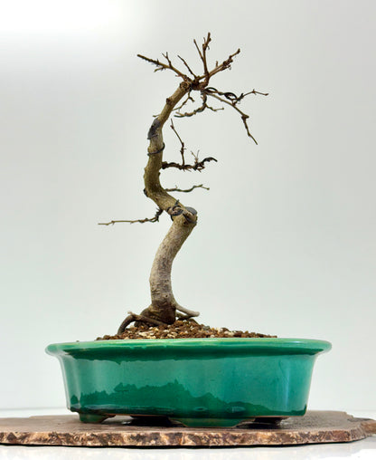 Korean Hornbeam Bonsai Tree - Chinese Yixing Pot - 30 cm