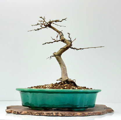 Korean Hornbeam Bonsai Tree - Chinese Yixing Pot - 30 cm