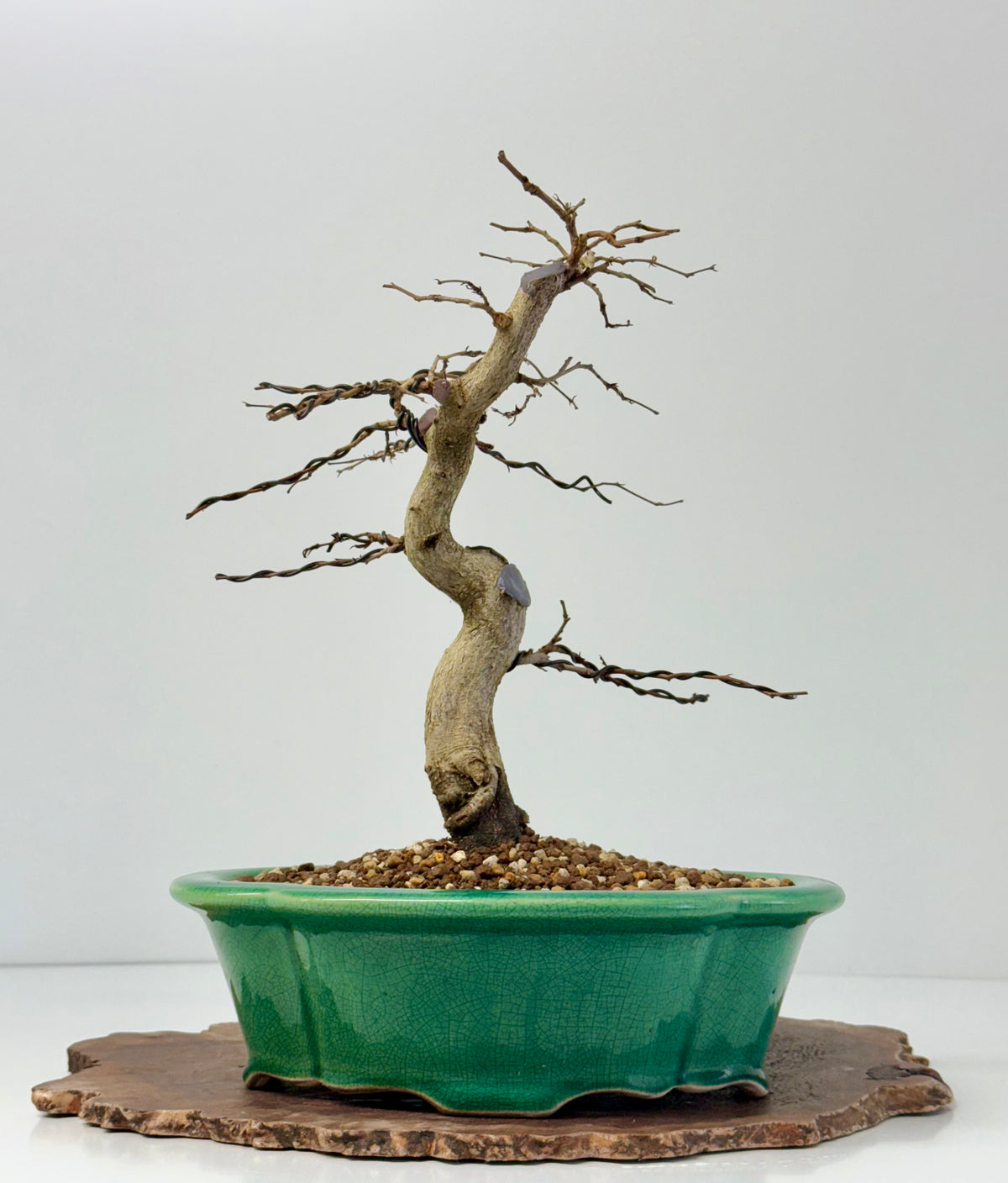 Korean Hornbeam Bonsai Tree - Chinese Yixing Pot - 32 cm