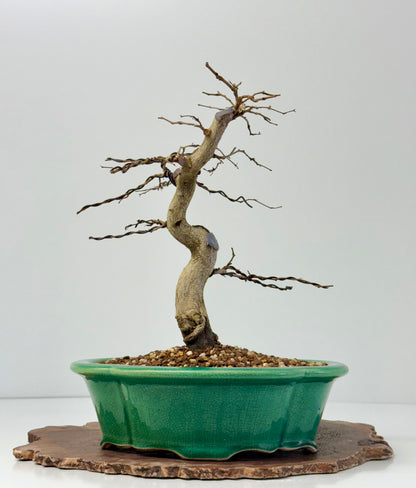 Korean Hornbeam Bonsai Tree - Chinese Yixing Pot - 32 cm