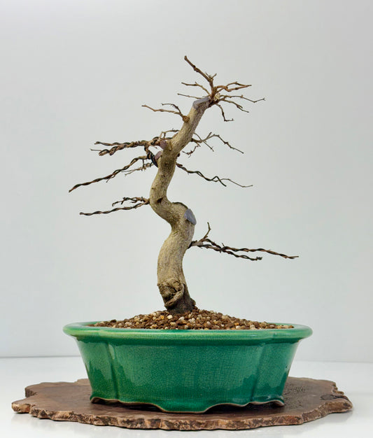Korean Hornbeam Bonsai Tree - Chinese Yixing Pot - 32 cm