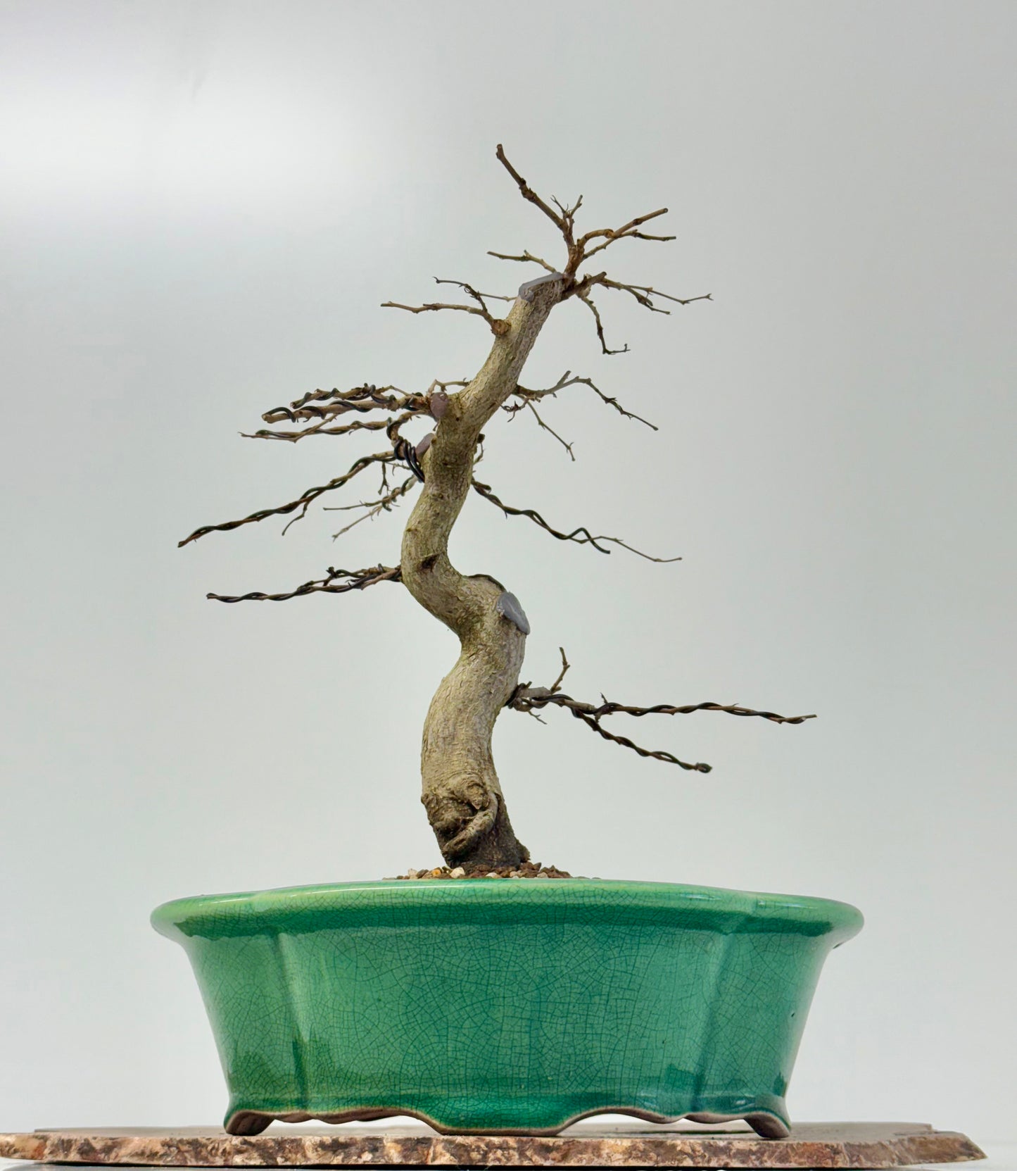 Korean Hornbeam Bonsai Tree - Chinese Yixing Pot - 32 cm