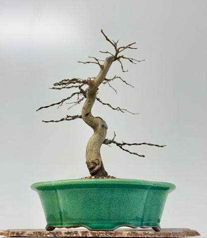 Korean Hornbeam Bonsai Tree - Chinese Yixing Pot - 32 cm