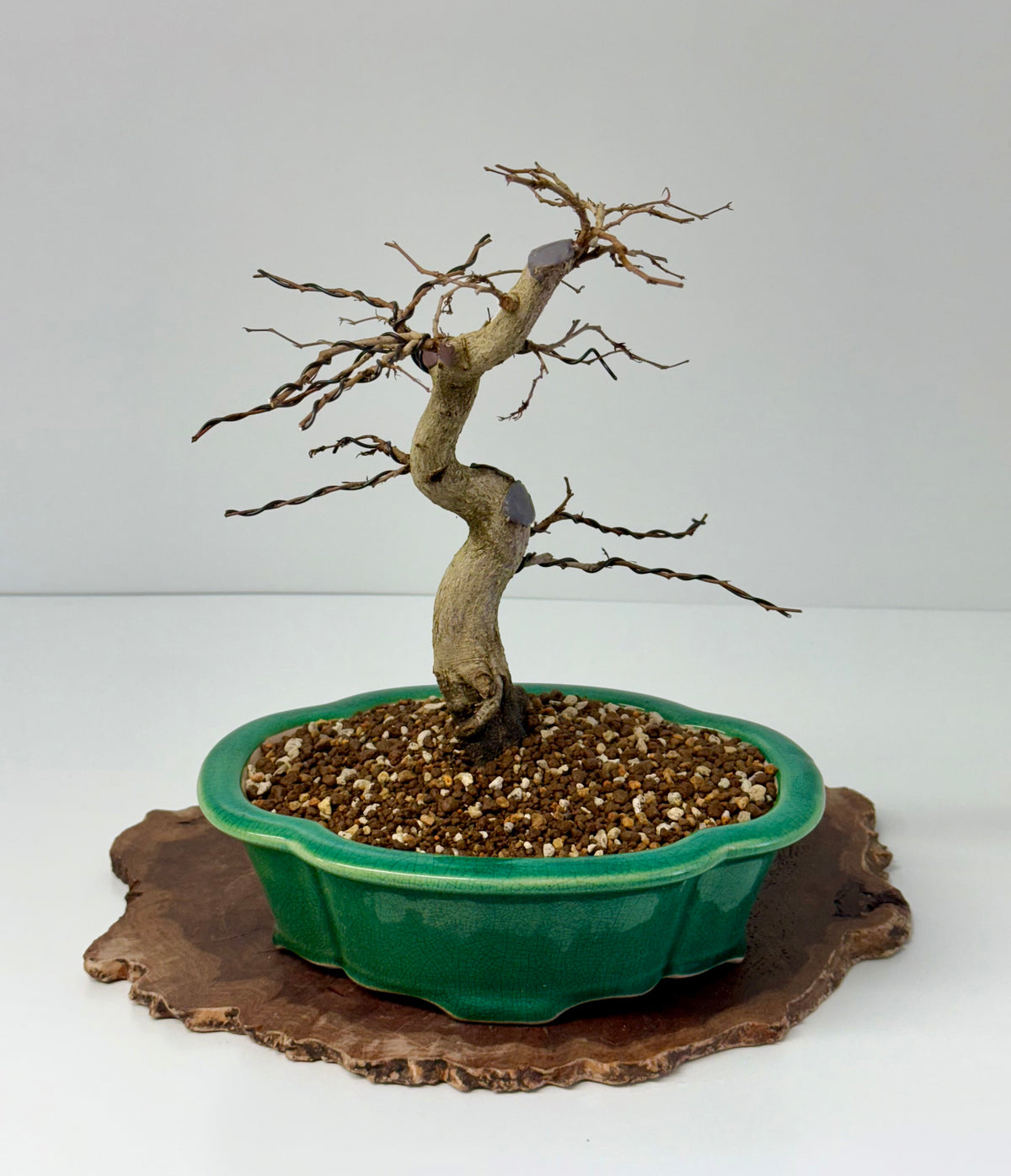 Korean Hornbeam Bonsai Tree - Chinese Yixing Pot - 32 cm