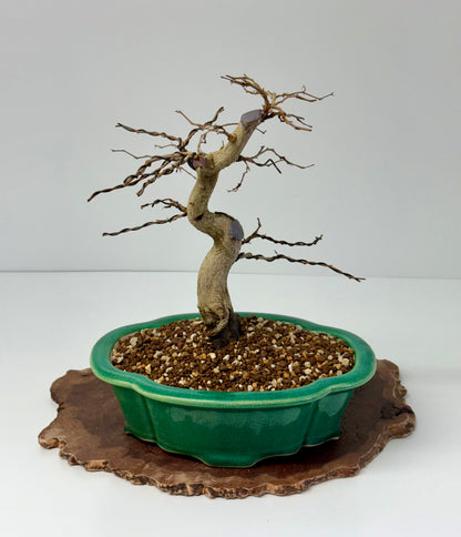 Korean Hornbeam Bonsai Tree - Chinese Yixing Pot - 32 cm