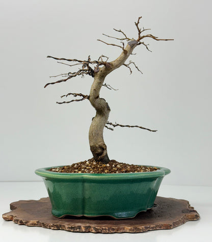 Korean Hornbeam Bonsai Tree - Chinese Yixing Pot - 32 cm