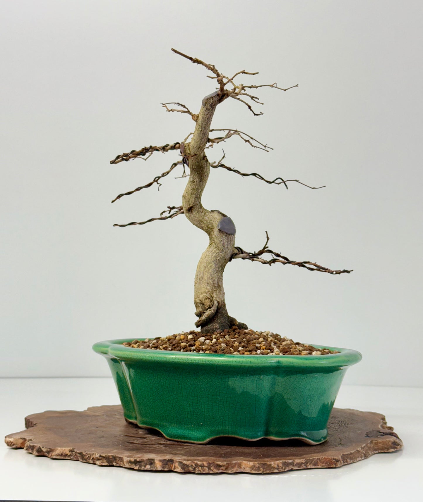 Korean Hornbeam Bonsai Tree - Chinese Yixing Pot - 32 cm