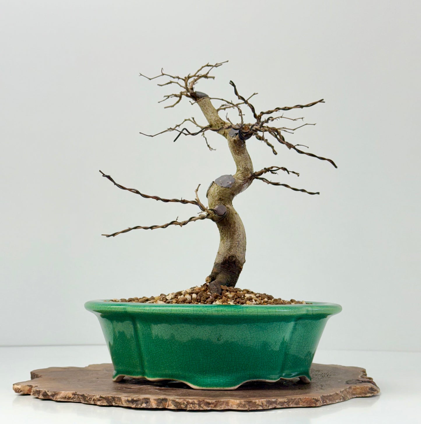 Korean Hornbeam Bonsai Tree - Chinese Yixing Pot - 32 cm