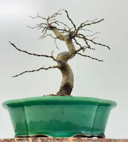 Korean Hornbeam Bonsai Tree - Chinese Yixing Pot - 32 cm