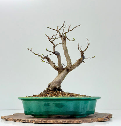 Korean Hornbeam Bonsai | Yixing Pot – 30 cm