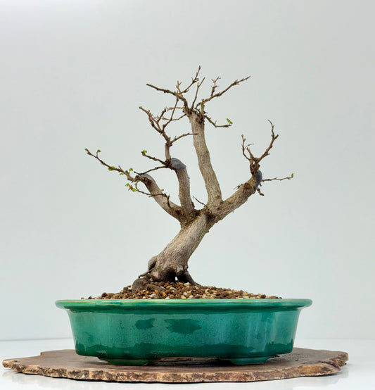 Korean Hornbeam Bonsai | Yixing Pot – 30 cm