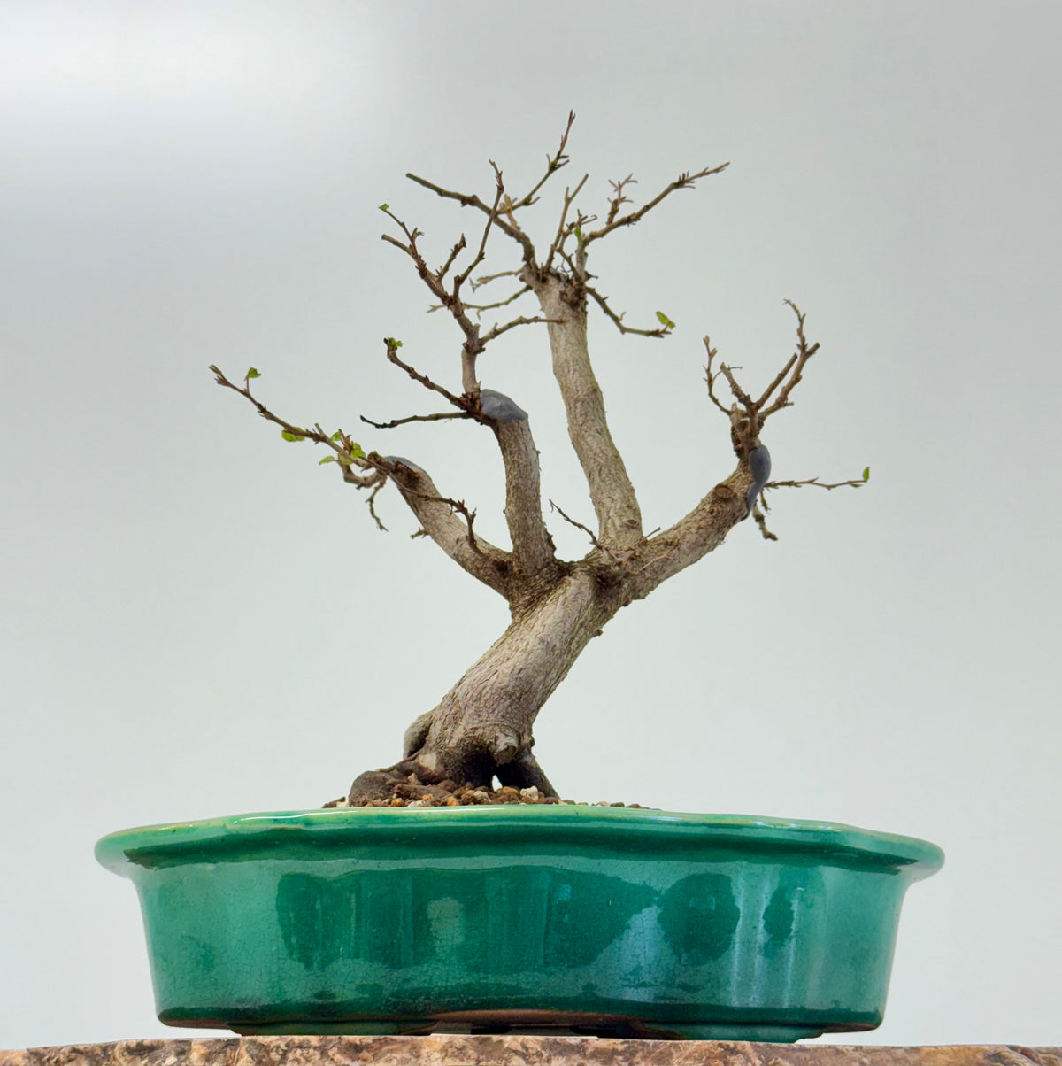 Korean Hornbeam Bonsai | Yixing Pot – 30 cm