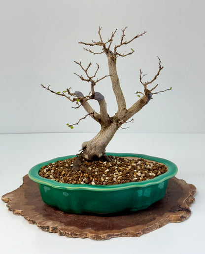 Korean Hornbeam Bonsai | Yixing Pot – 30 cm