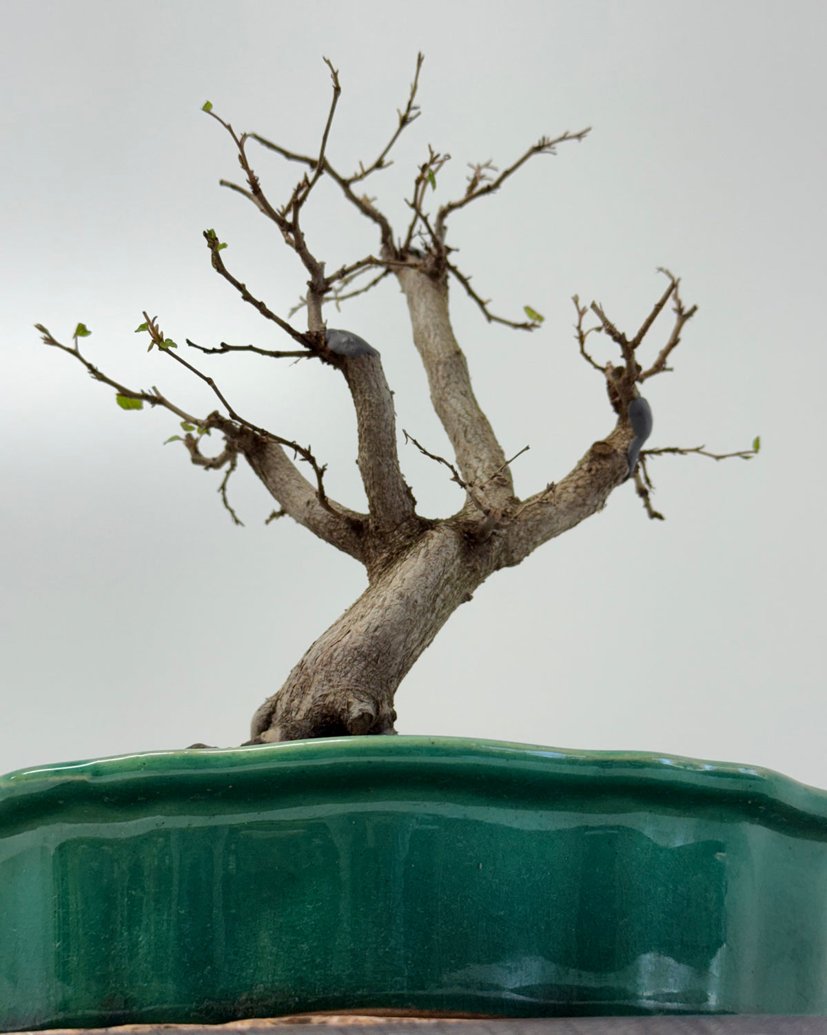 Korean Hornbeam Bonsai | Yixing Pot – 30 cm