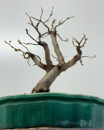 Korean Hornbeam Bonsai | Yixing Pot – 30 cm