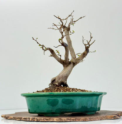 Korean Hornbeam Bonsai | Yixing Pot – 30 cm