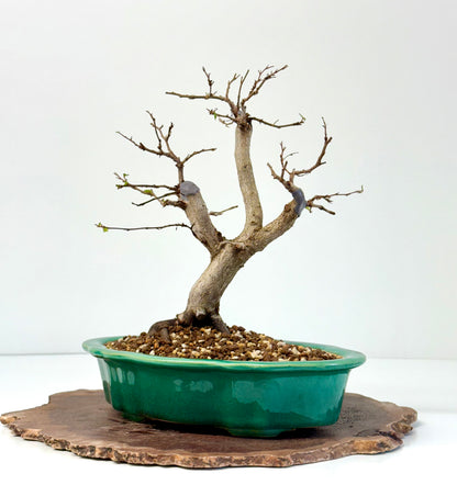 Korean Hornbeam Bonsai | Yixing Pot – 30 cm