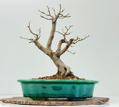 Korean Hornbeam Bonsai | Yixing Pot – 30 cm