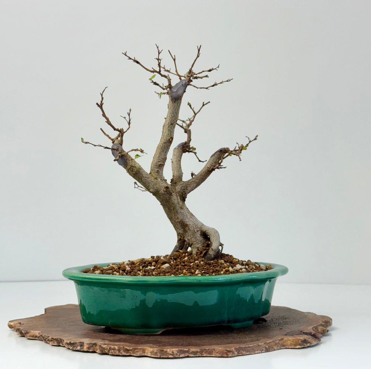 Korean Hornbeam Bonsai | Yixing Pot – 30 cm