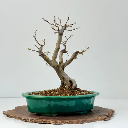 Korean Hornbeam Bonsai | Yixing Pot – 30 cm