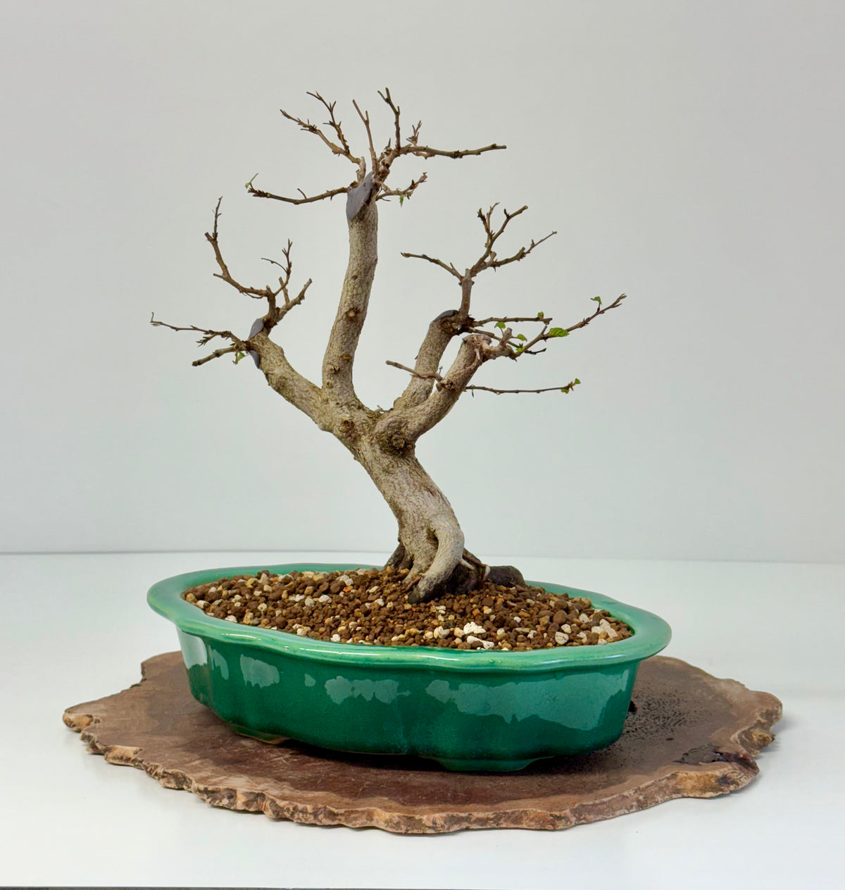 Korean Hornbeam Bonsai | Yixing Pot – 30 cm