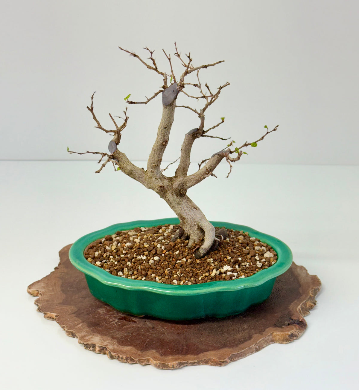 Korean Hornbeam Bonsai | Yixing Pot – 30 cm