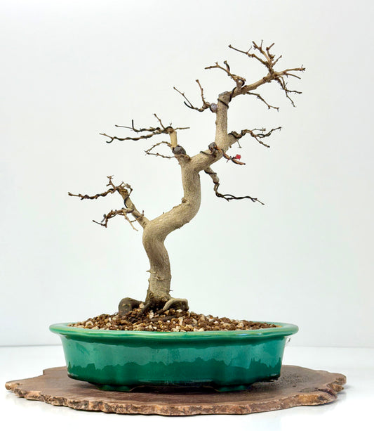 Korean Hornbeam Bonsai | Yixing Pot – 36 cm
