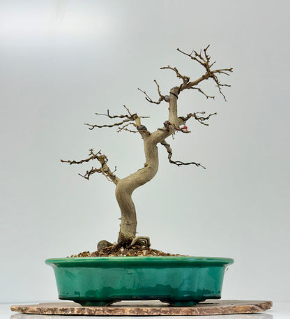 Korean Hornbeam Bonsai | Yixing Pot – 36 cm