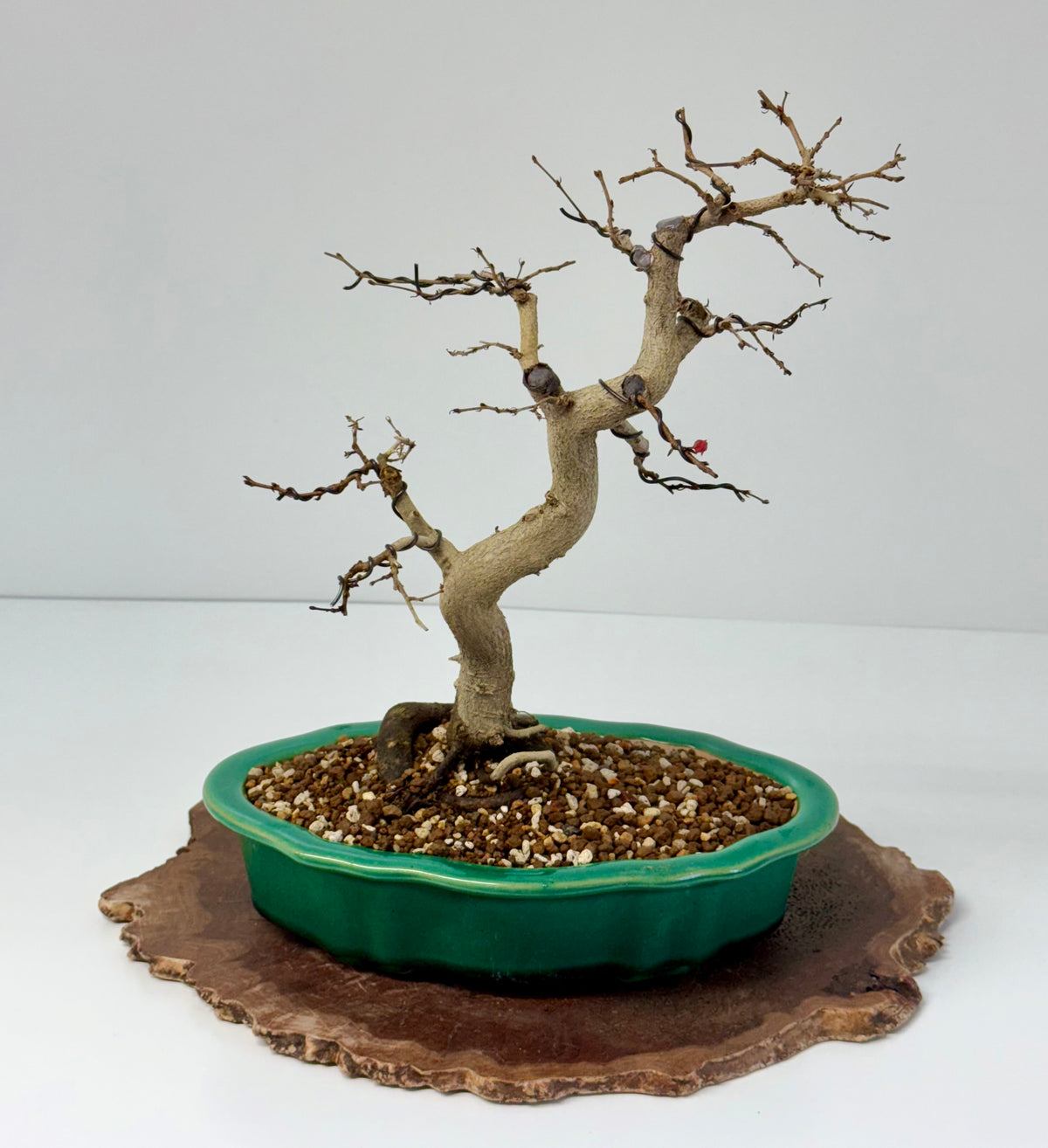 Korean Hornbeam Bonsai | Yixing Pot – 36 cm