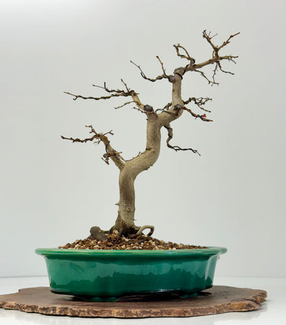 Korean Hornbeam Bonsai | Yixing Pot – 36 cm