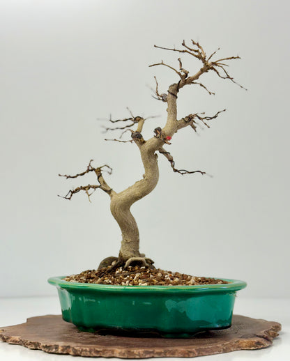 Korean Hornbeam Bonsai | Yixing Pot – 36 cm