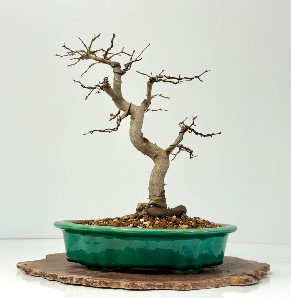 Korean Hornbeam Bonsai | Yixing Pot – 36 cm