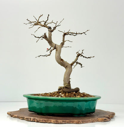 Korean Hornbeam Bonsai | Yixing Pot – 36 cm