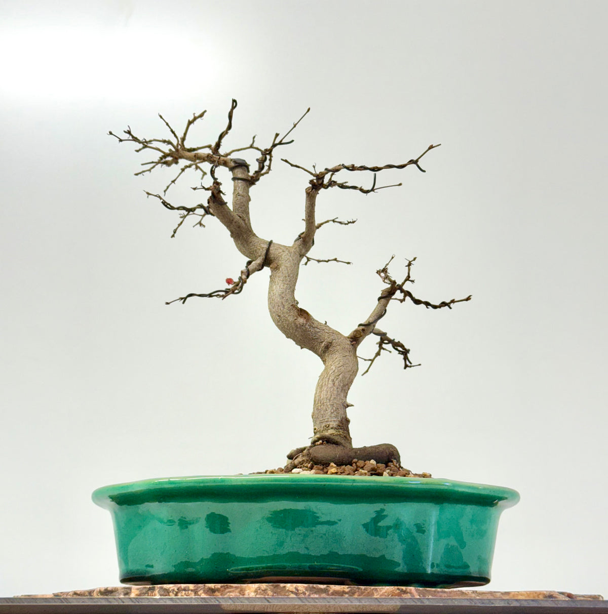 Korean Hornbeam Bonsai | Yixing Pot – 36 cm