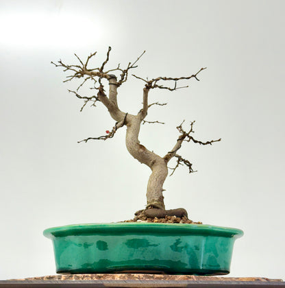 Korean Hornbeam Bonsai | Yixing Pot – 36 cm