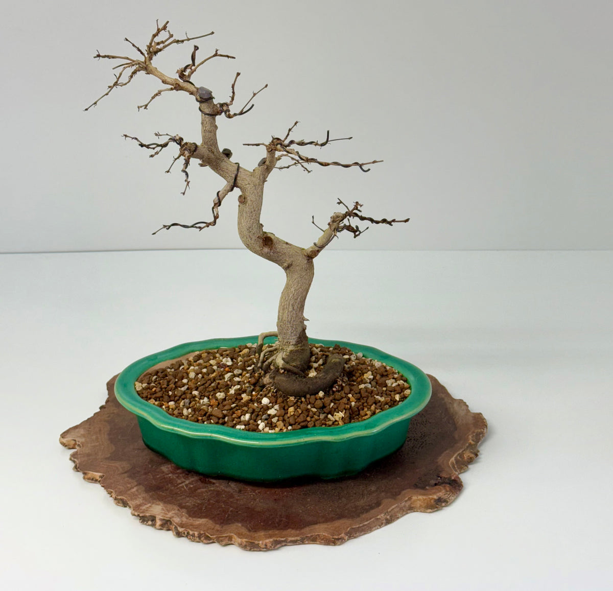 Korean Hornbeam Bonsai | Yixing Pot – 36 cm