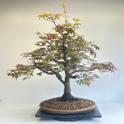 Deshojo Maple.