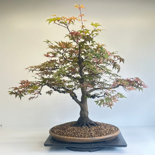 Deshojo Maple.