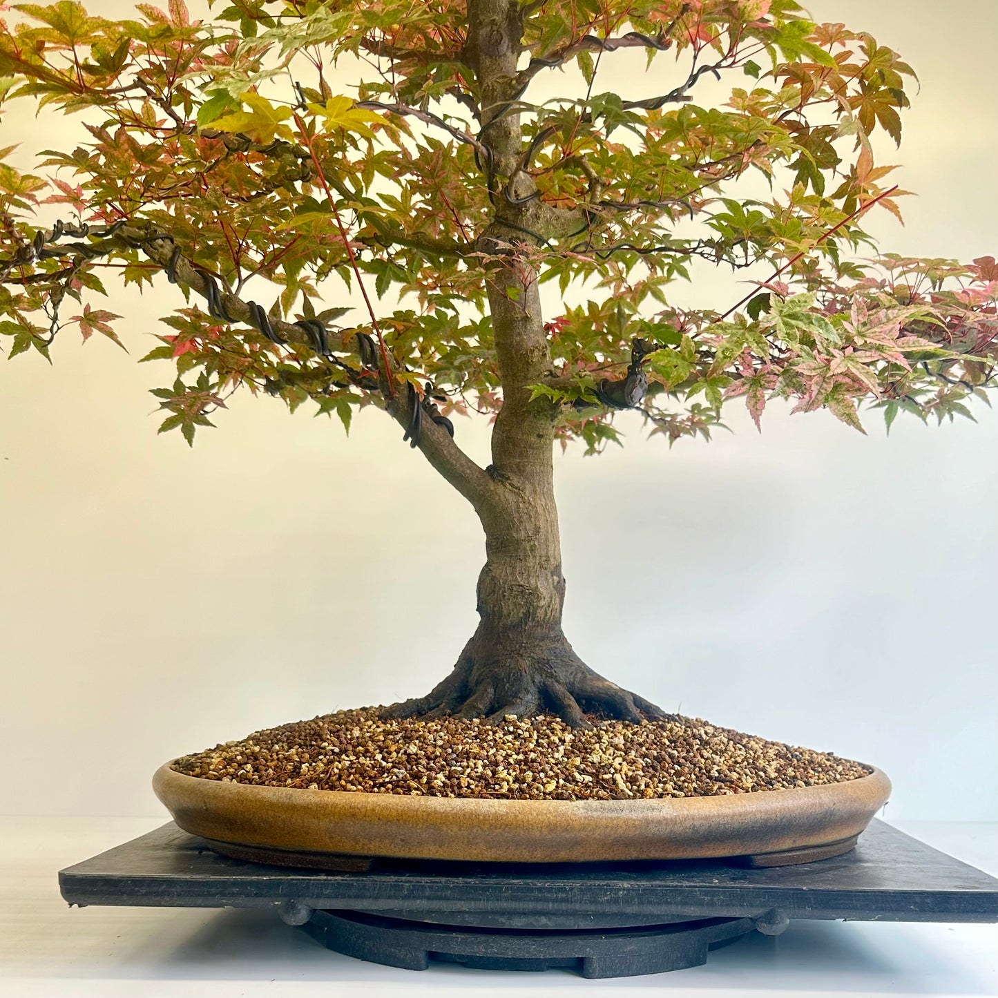Deshojo Maple.