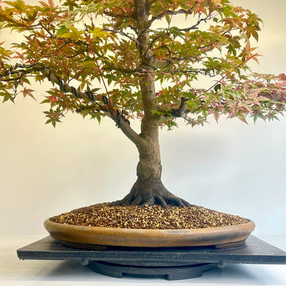 Deshojo Maple.