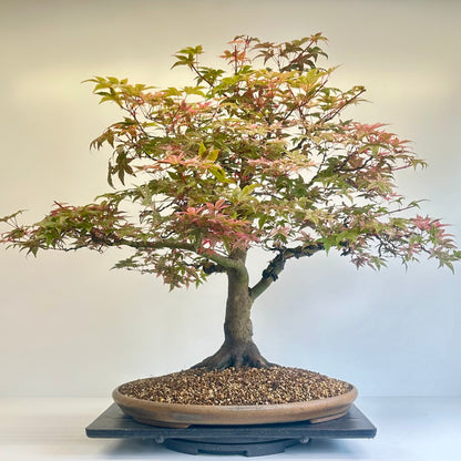 Deshojo Maple.