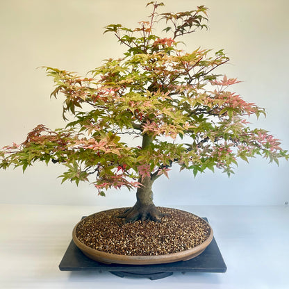 Deshojo Maple.