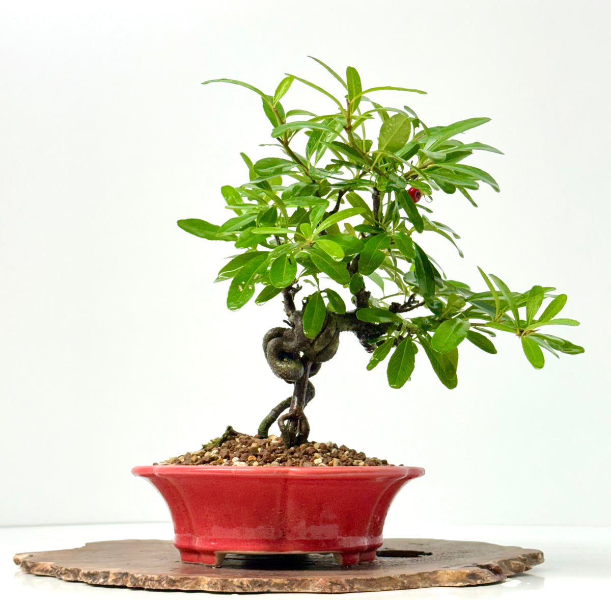 Pyracantha Bonsai Tree – Firethorn Bonsai in Chinese Yixing Pot 31 cm
