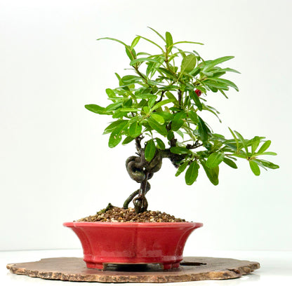 Pyracantha Bonsai Tree – Firethorn Bonsai in Chinese Yixing Pot 31 cm