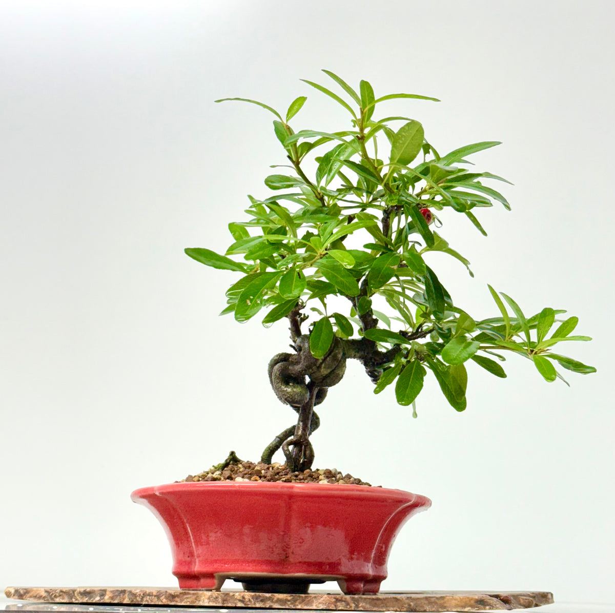 Pyracantha Bonsai Tree – Firethorn Bonsai in Chinese Yixing Pot 31 cm