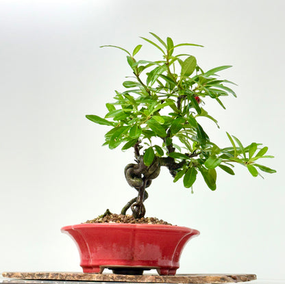 Pyracantha Bonsai Tree – Firethorn Bonsai in Chinese Yixing Pot 31 cm