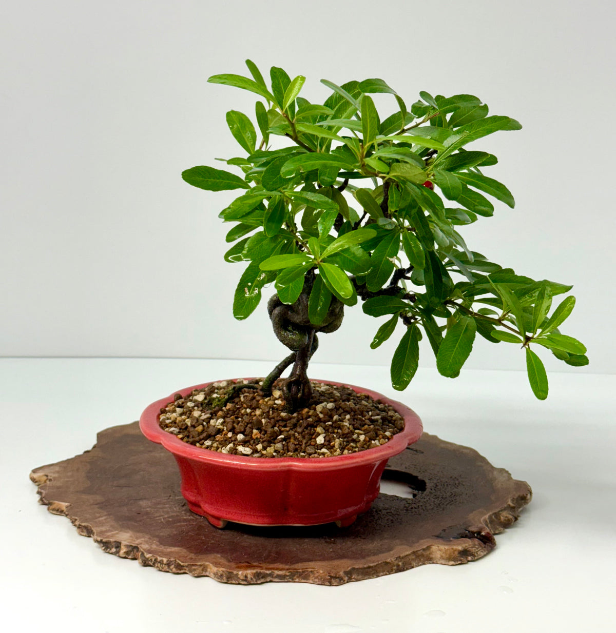 Pyracantha Bonsai Tree – Firethorn Bonsai in Chinese Yixing Pot 31 cm