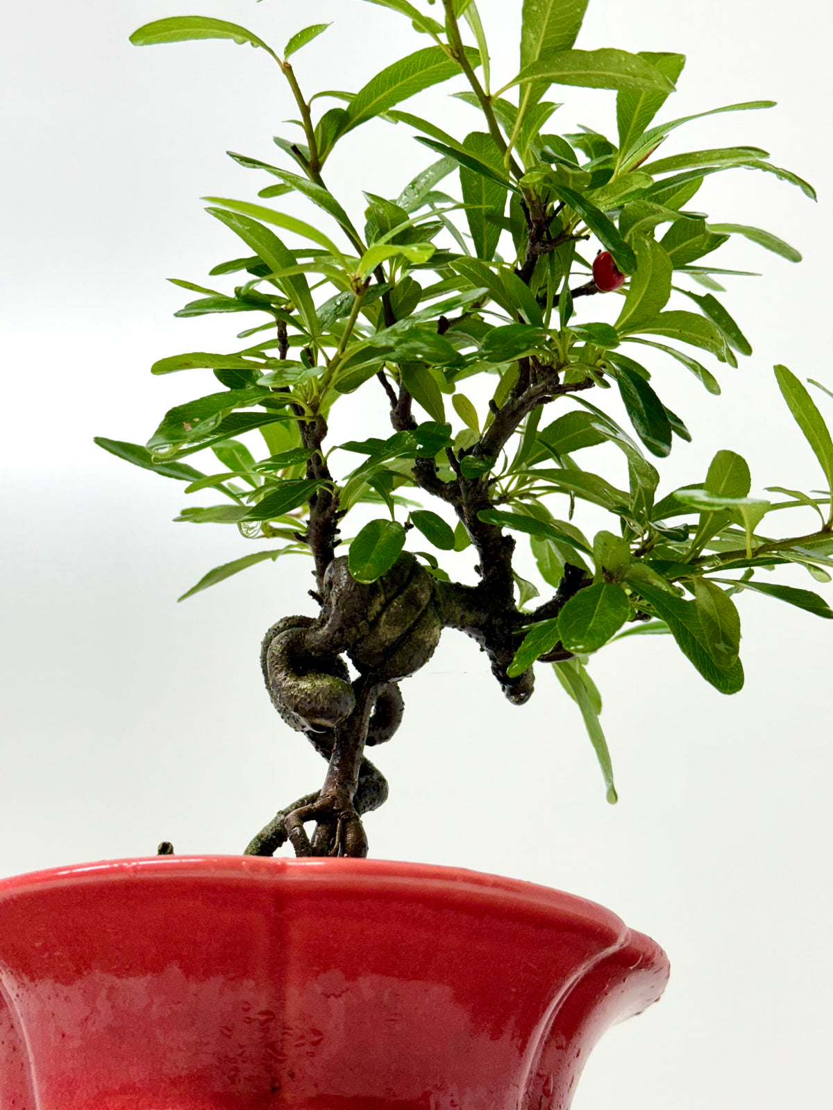 Pyracantha Bonsai Tree – Firethorn Bonsai in Chinese Yixing Pot 31 cm